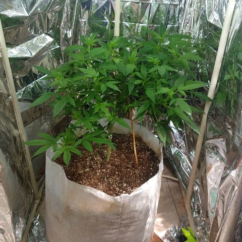 Sweet Zkittlez - RQS growlog timeline photo