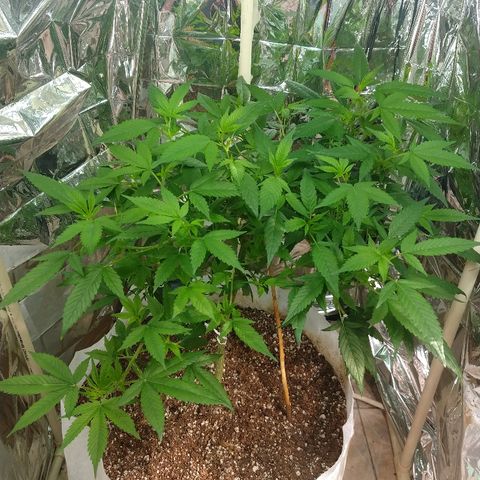 Sweet Zkittlez - RQS growlog timeline photo