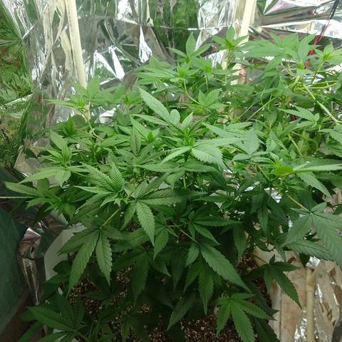 Sweet Zkittlez - RQS growlog timeline photo