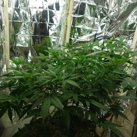 Sweet Zkittlez - RQS growlog timeline photo