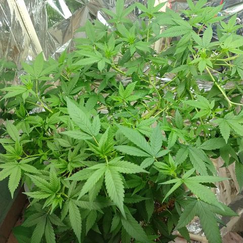 Sweet Zkittlez - RQS growlog timeline photo