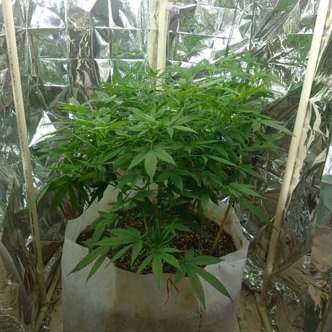 Sweet Zkittlez - RQS growlog timeline photo