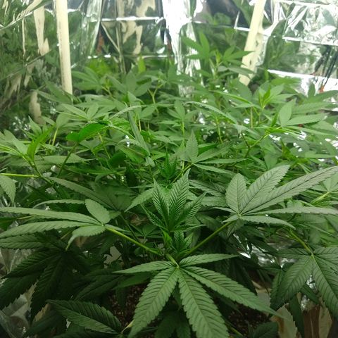 Sweet Zkittlez - RQS growlog timeline photo