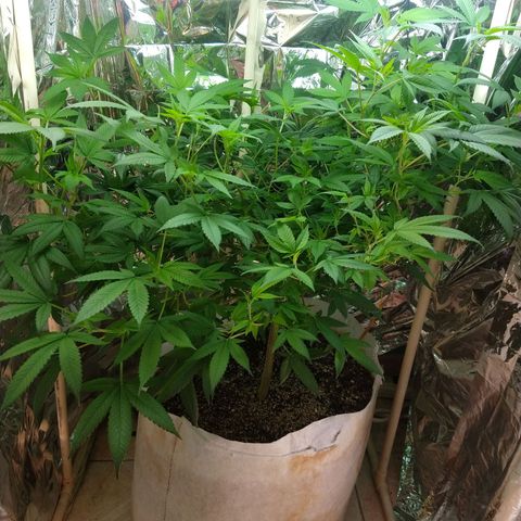 Sweet Zkittlez - RQS growlog timeline photo