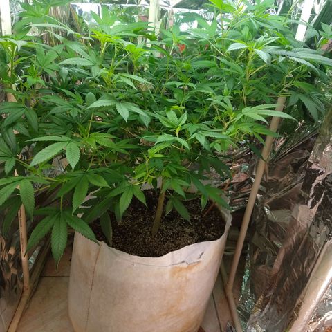 Sweet Zkittlez - RQS growlog timeline photo