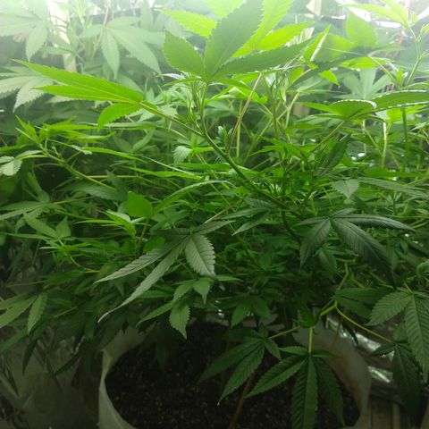 Sweet Zkittlez - RQS growlog timeline photo