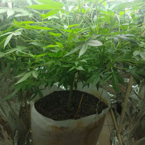 Sweet Zkittlez - RQS growlog timeline photo