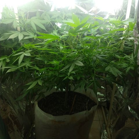 Sweet Zkittlez - RQS growlog timeline photo