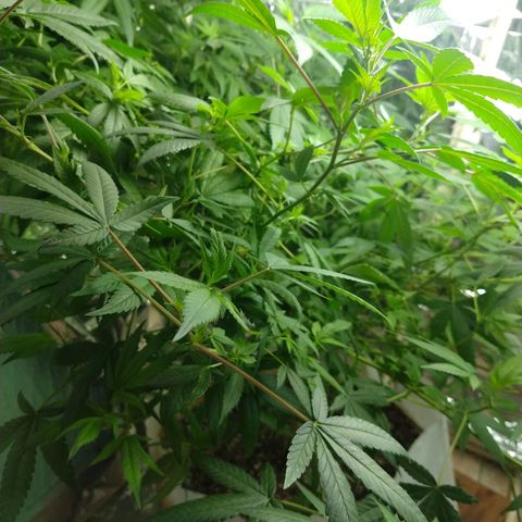 Sweet Zkittlez - RQS growlog timeline photo