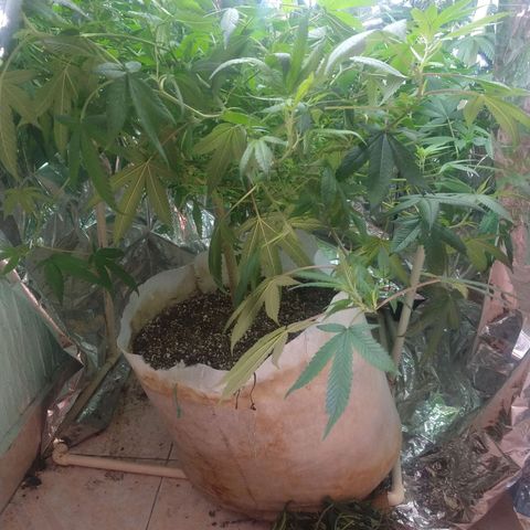 Sweet Zkittlez - RQS growlog timeline photo