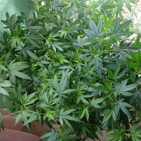Sweet Zkittlez - RQS growlog timeline photo