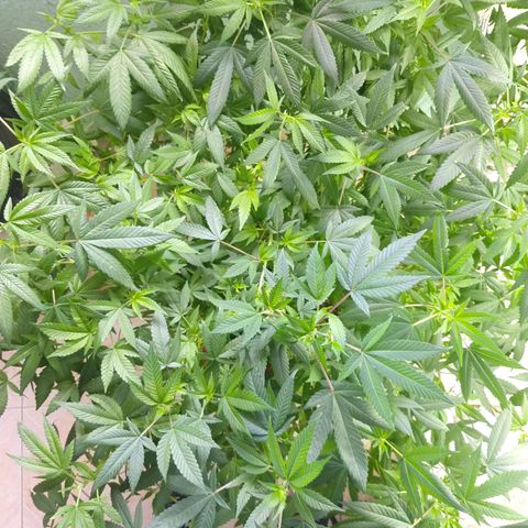 Sweet Zkittlez - RQS growlog timeline photo