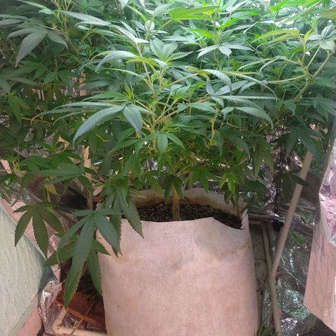 Sweet Zkittlez - RQS growlog timeline photo