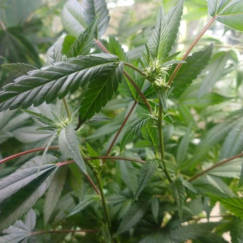 Sweet Zkittlez - RQS growlog timeline photo