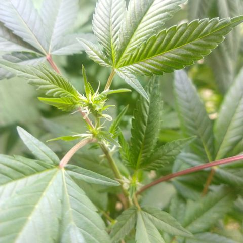 Sweet Zkittlez - RQS growlog timeline photo
