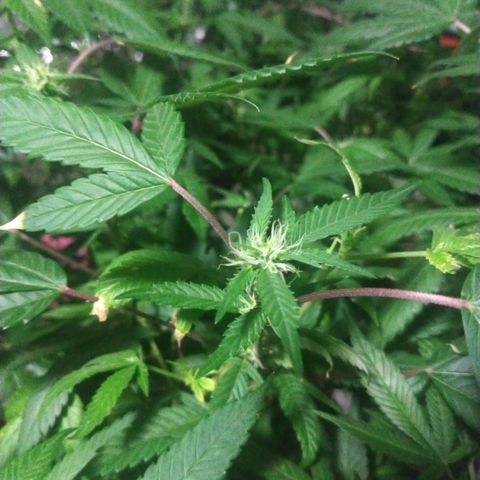 Sweet Zkittlez - RQS growlog timeline photo
