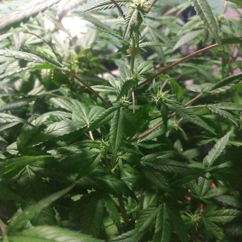Sweet Zkittlez - RQS growlog timeline photo