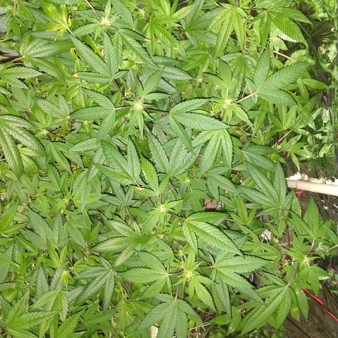 Sweet Zkittlez - RQS growlog timeline photo