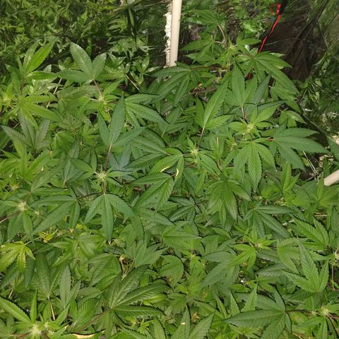 Sweet Zkittlez - RQS growlog timeline photo
