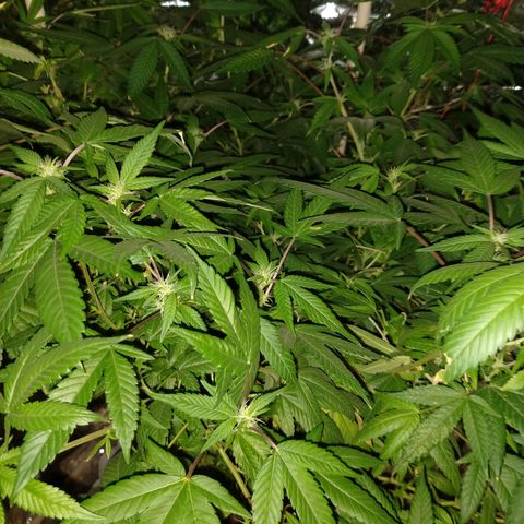 Sweet Zkittlez - RQS growlog timeline photo