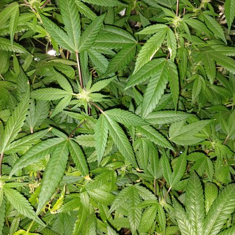 Sweet Zkittlez - RQS growlog timeline photo