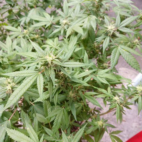 Sweet Zkittlez - RQS growlog timeline photo