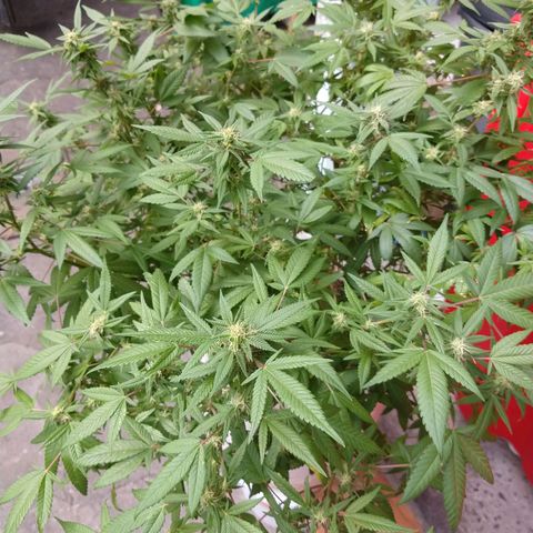 Sweet Zkittlez - RQS growlog timeline photo