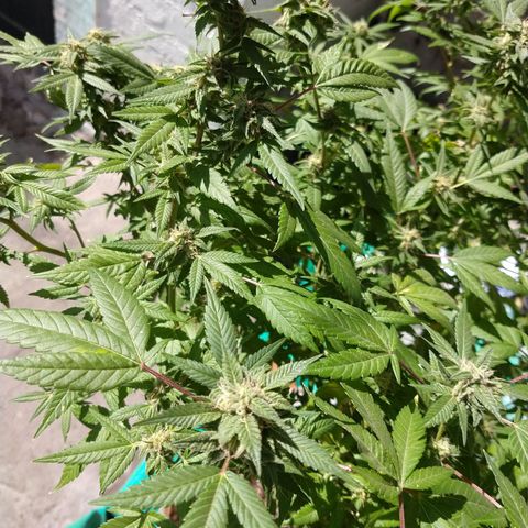 Sweet Zkittlez - RQS growlog timeline photo