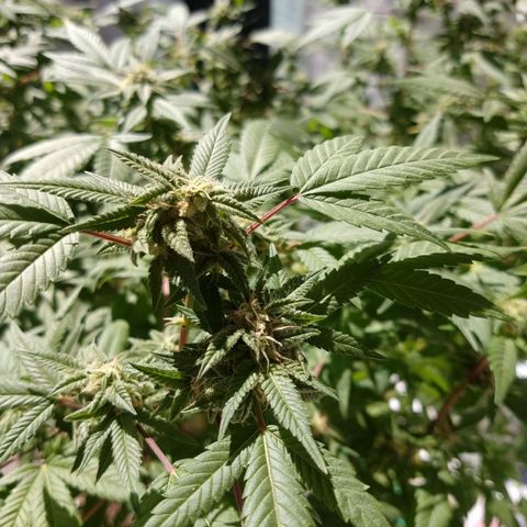Sweet Zkittlez - RQS growlog timeline photo