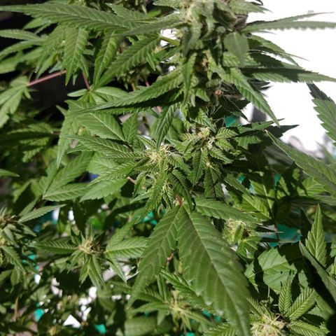 Sweet Zkittlez - RQS growlog timeline photo