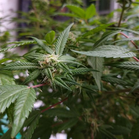 Sweet Zkittlez - RQS growlog timeline photo