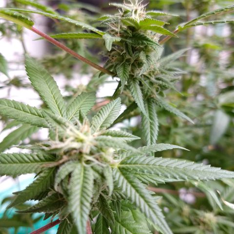 Sweet Zkittlez - RQS growlog timeline photo
