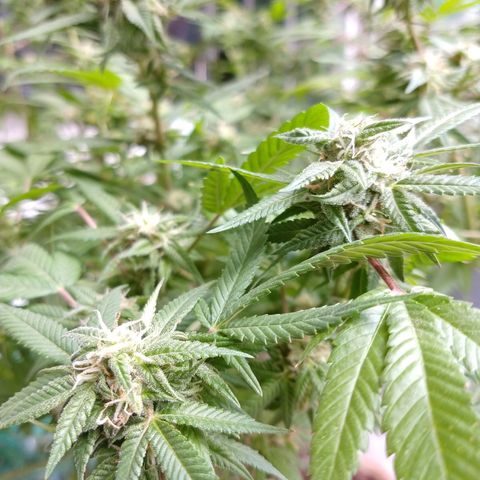 Sweet Zkittlez - RQS growlog timeline photo