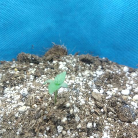 Tangerine Dream Auto growlog timeline photo