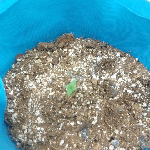 Tangerine Dream Auto growlog timeline photo