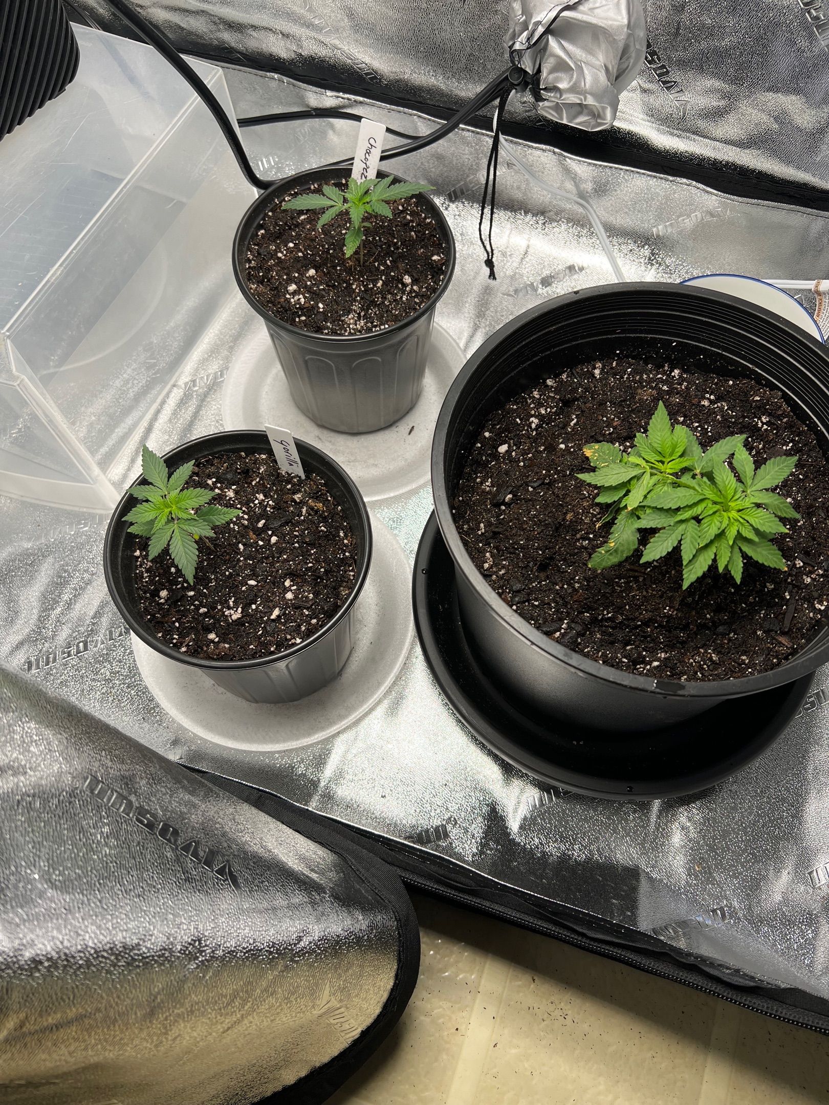 Gorilla Glue growlog header