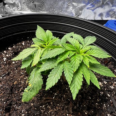 00 Kush growlog timeline photo