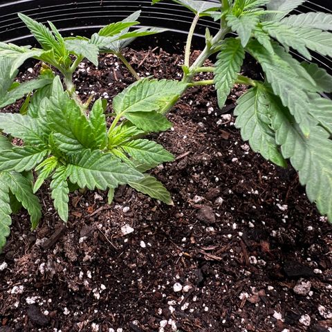 00 Kush growlog timeline photo
