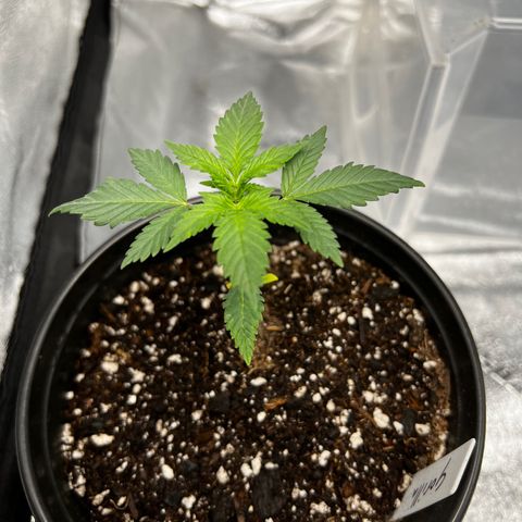 Gorilla Glue  growlog photo