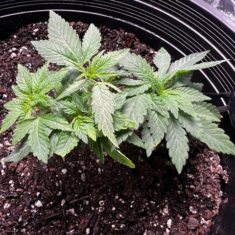 00 Kush growlog timeline photo
