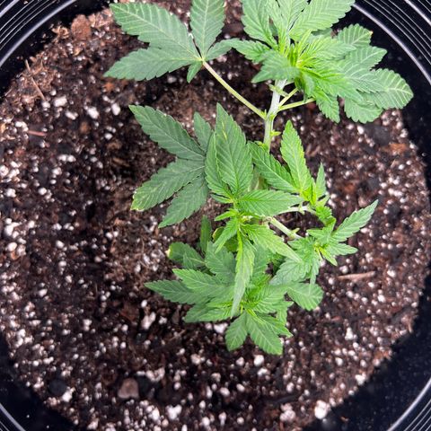 00 Kush growlog timeline photo