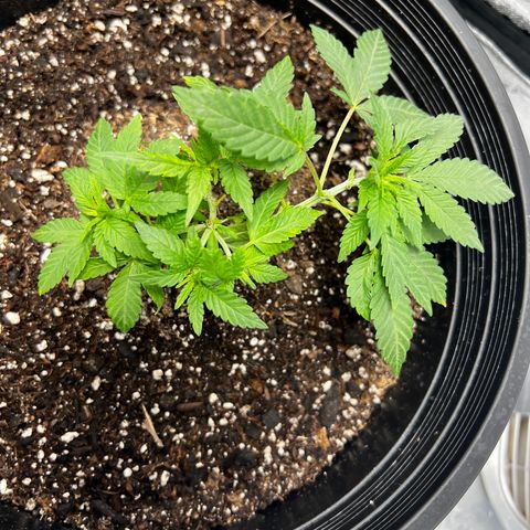 00 Kush growlog timeline photo