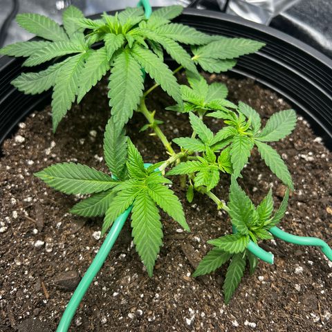 00 Kush growlog photo: Trained 