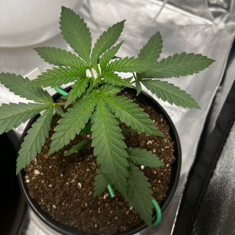 Gorilla Glue  growlog photo