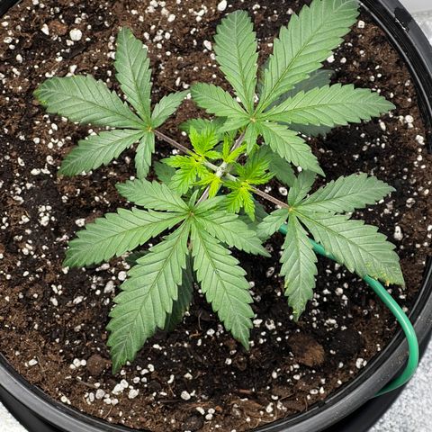 Gorilla Glue  growlog photo