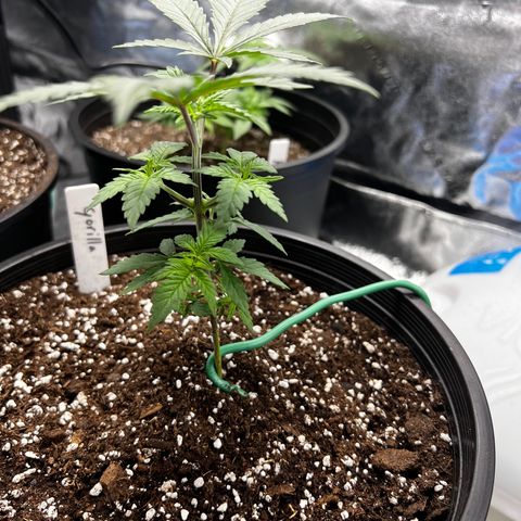 Gorilla Glue  growlog photo