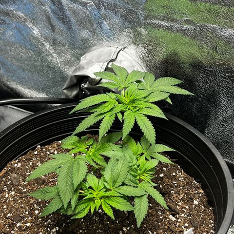 00 Kush growlog timeline photo