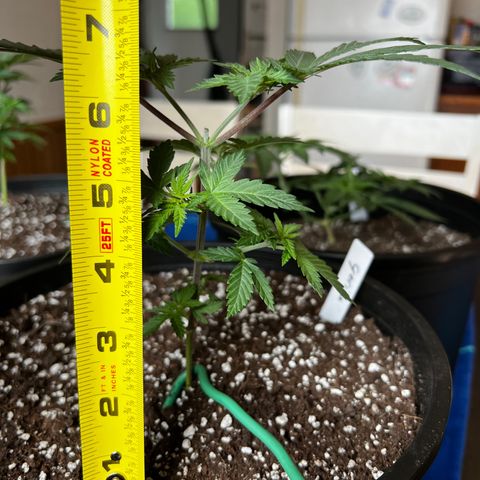 Gorilla Glue  growlog timeline photo