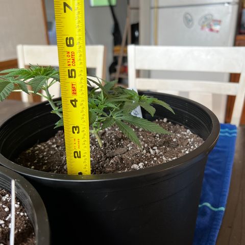 00 Kush growlog timeline photo
