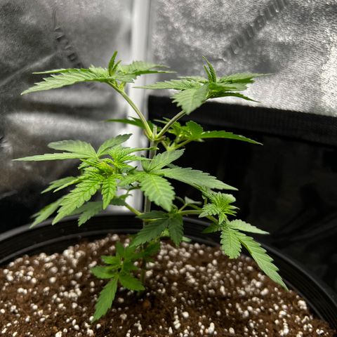 Gorilla Glue  growlog timeline photo